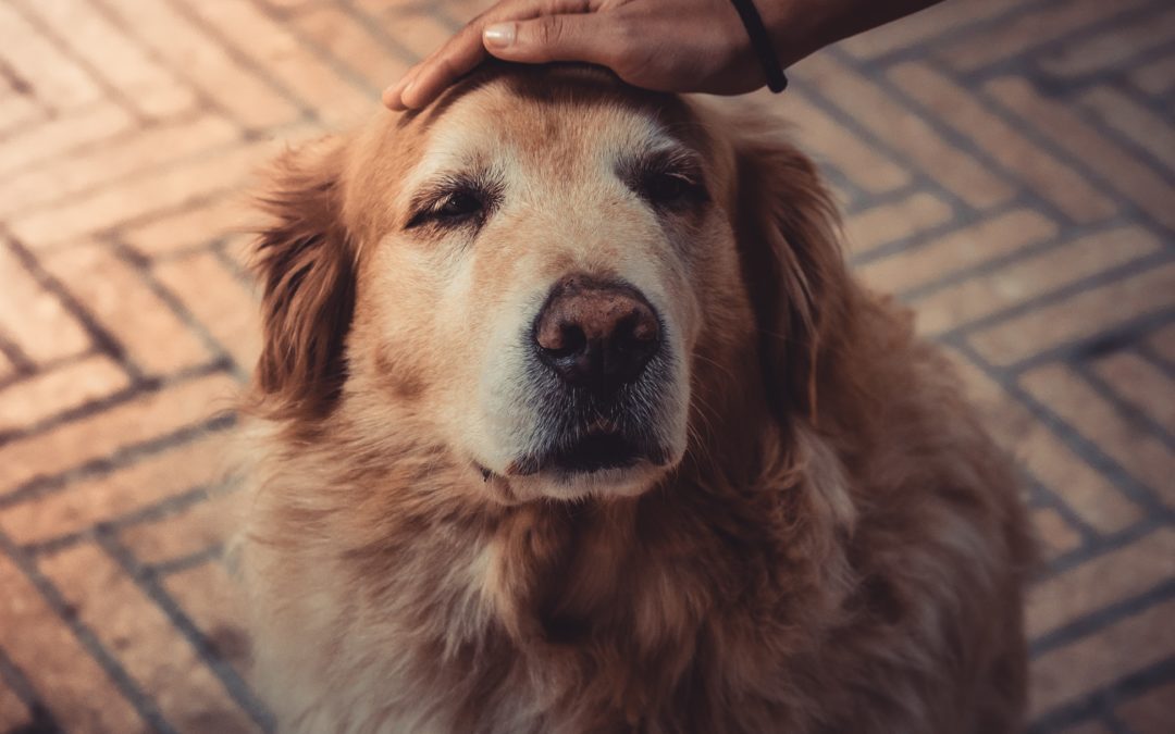 4 Ways to Care for Your Senior Pet