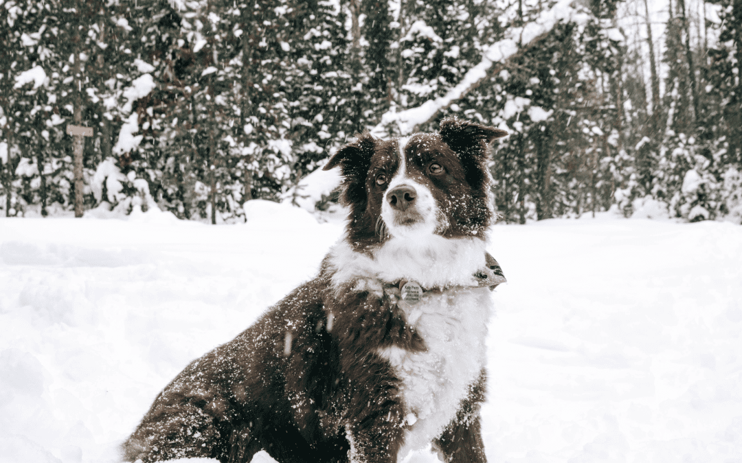 3 Tips on Making Your Senior Pet More Comfortable in the Winter