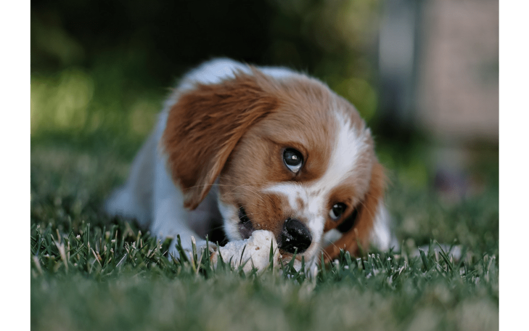 4 Tips on Welcoming a New Puppy into Your Home