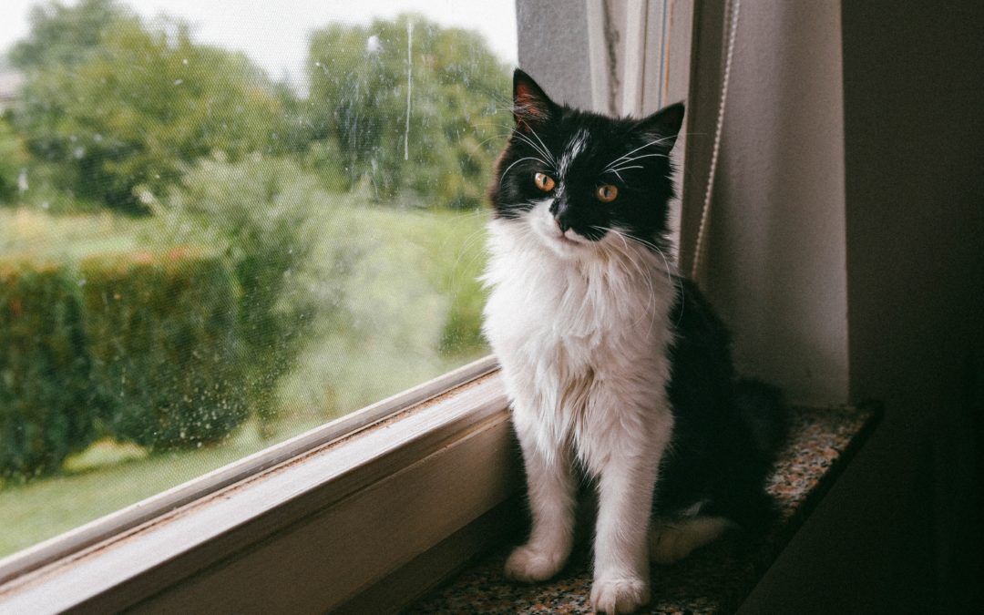 Black and white cat by window
