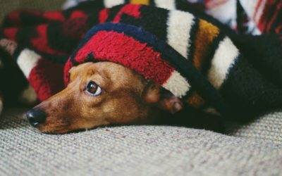How to Help Your Senior Pet Handle the Changing Seasons