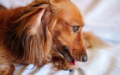 A Comprehensive Guide: Identifying, Treating, and Preventing Hot Spots in Pets