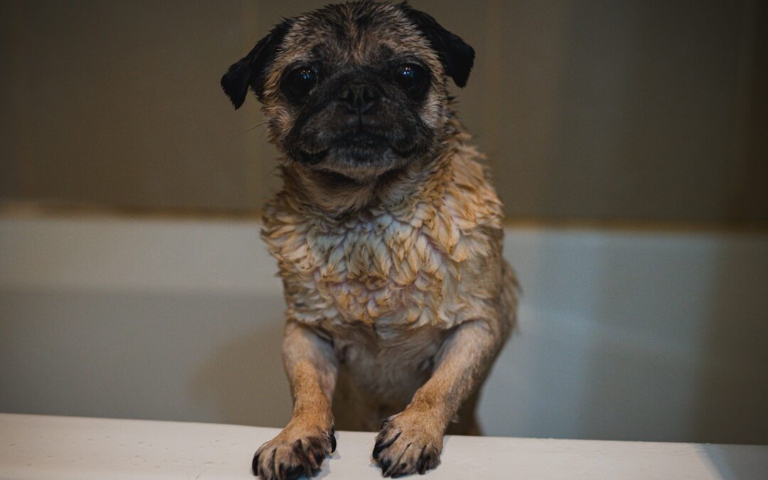 Choosing the Appropriate Shampoo for Your Dog’s Skin and Coat Maintenance
